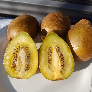 甘さと程よい酸味のキウイフルーツ（1.5㎏）