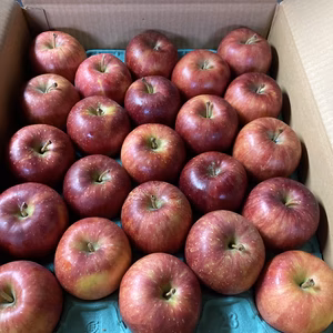 甘酸っぱいリンゴ　千秋　ご家庭用約5キロ