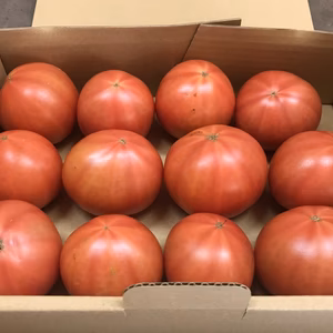 まこっこ農園の『おかわりトマト』 大玉 1.7〜2.0kg