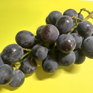 有機の町、宮崎県綾町のぶどう