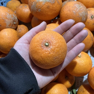 【訳あり】『清峰』ジューシーな柑橘！