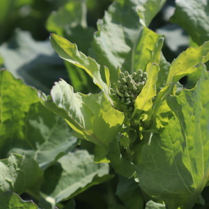 【大好評!】春の伝統野菜 のらぼう菜