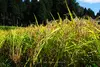 【29年産新米】特別栽培米コシヒカリ　白米2合×6個　