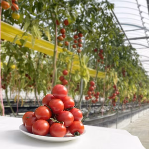 【完熟濃厚】小玉フルーツトマト[1箱24パック(約3.6kg)]