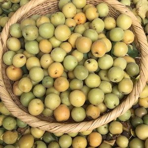 梅漬けに最適小梅