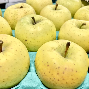 星の金貨　秀5キロ【新春特別価格！希少品種の黒石生まれ！】