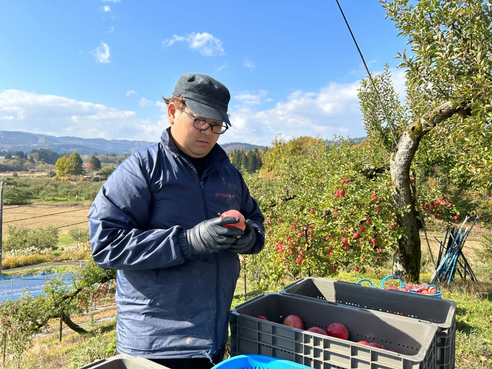 【ふじ】りんごの王道⭐︎絶妙の甘味酸味で濃厚！農薬60％減