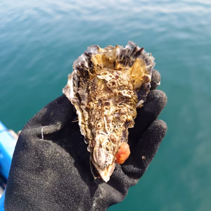 【訳アリ牡蠣】殻は汚れてるけど身は満タン！80サイズ4kg/100サイズ8kg