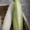 淡路島産 ホワイトコーン（2L～の5本セット）