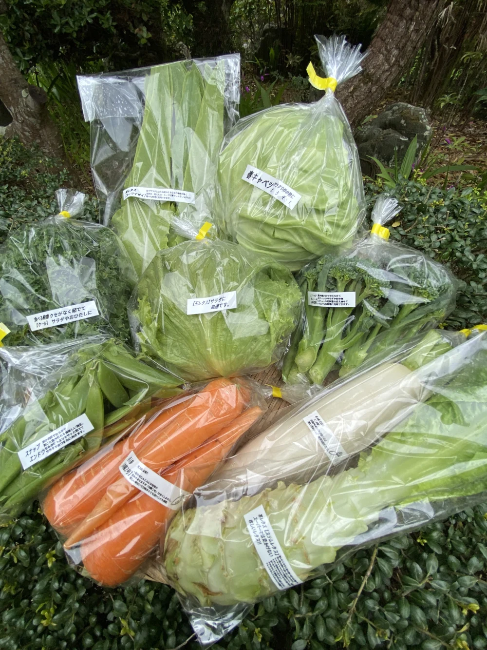 【チルド発送】カラダが喜ぶ!!旬のお野菜セット9～10種類【おまかせ80】