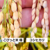 きわだつ大粒！特別栽培米【極】白米・2kg　こぴっと米