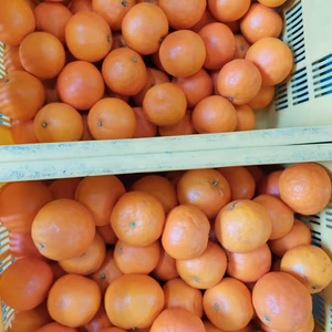 セミノール【ご家庭用】3.3 kg（箱込）