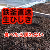 ゲリラ最終　21日釜揚げして直送！生ひじき！美少女といわれる繊細なひじき刺身で！