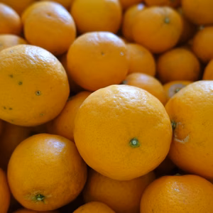 今年は訳あり【はれひめ】(家用）剥きやすい、甘すぎない