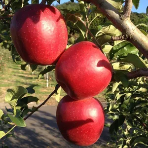 【10月上旬発送開始】優しい甘味が特徴、家庭用リンゴ「シナノスイート」