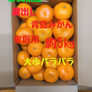 静岡県産　蔵出し青島みかん　家庭用　約5㎏