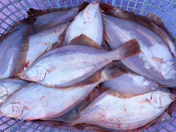 日本海産　鮮魚　カレイBOX ‼️