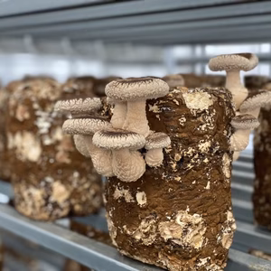 【期間限定20％オフ】訳ありしいたけ1Kg超!!形は変でも味は最高品質です！