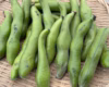【お買い得】規格外/朝穫れ❗「そら豆（さや付き）」4月下旬～