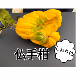 希少価値！！！新春!しおり＆仏手柑　お正月や紅茶などに