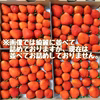 甘酸っぱい♪夏秋いちご「すずあかね」【内容量約１.２キロ】