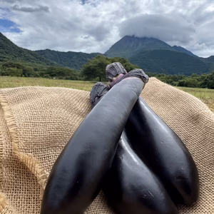 自然のうるおいで艶やかに育った島原の『うる艶なす』