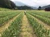 フルーティーな甘さとほどよい酸味♪熟成発酵にんにく