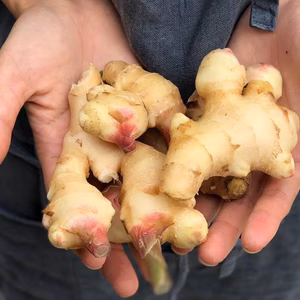 生姜(栽培期間中農薬不使用) 500g