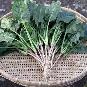 信州産｜アクがない根付きほうれん草