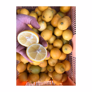 ラストチャンス 完熟訳あり　愛媛瀬戸内レモン 2kg1000円4kg2000円