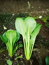 小松菜（食べくらべ）えっ！小松菜30～50cm/Lサイズ25～30cm