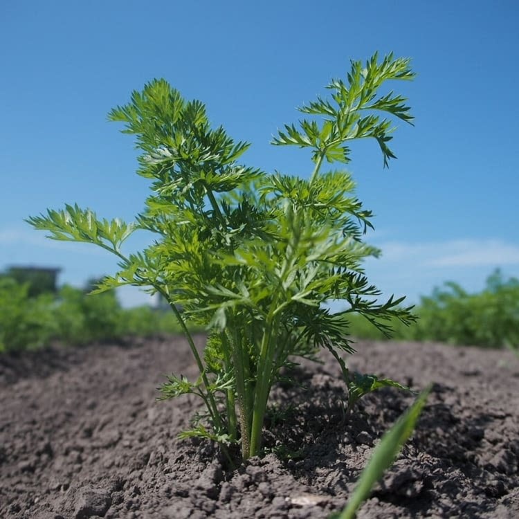 ぽっけのにんじん 北海道自然栽培 野菜の商品詳細 ポケットマルシェ 産直 産地直送 通販 旬の果物 野菜 魚介をお取り寄せ