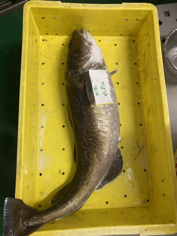 本日１本‼️　活〆　真タラ‼️祭り　メス　4.8k