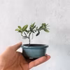 【母の日ギフトにも◎】手のひらサイズ　種から育てたオリーブミニ盆栽 (PS184