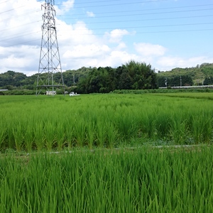 [復興支援]こしひかり 白米3kg 特別栽培米