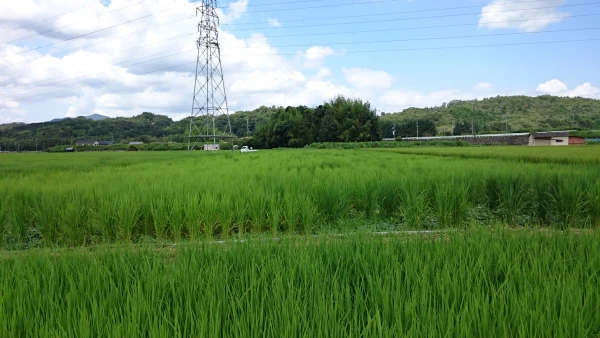 無農薬有機肥料栽培滋賀県田上産こしひかり白米2kg