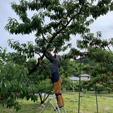 金 哲 | 大喜農園