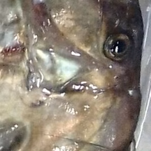 味の的当て！マトウダイ☆うま旨い