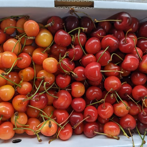 さくらんぼ紅秀峰加工原料