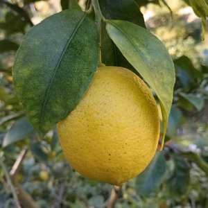 皮まで安心広島県産レモン  良品 10kg 