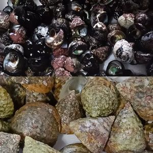 日向灘細島獲れ天然ミナ（大）・天然特大ギンタカハマセット