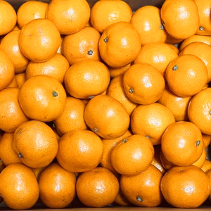 こたつみかん　〝ベビーみかん〟　2S～3Sサイズ５kg箱込（わけあり）