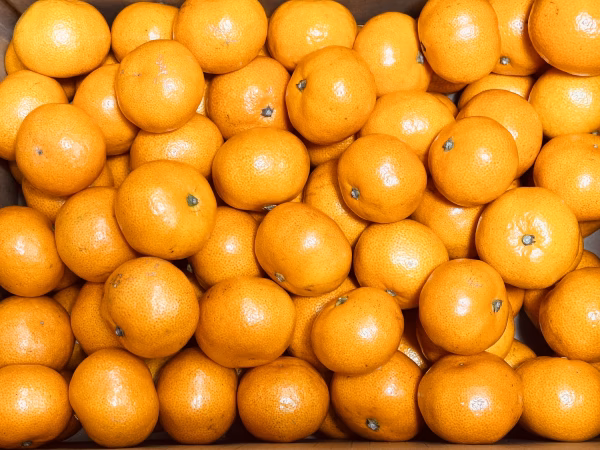 こたつみかん　〝ベビーみかん〟　2S～3Sサイズ５kg箱込（わけあり）