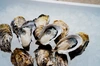 【4月30日出荷終了】長崎県 五島列島産 生食用真牡蠣（3kg）