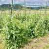 南房総鴨川産スナップえんどう【1キロ】