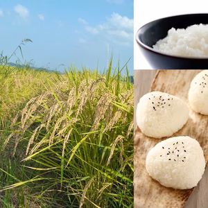 【新米予約】 令和7年産 多古米 白米 5kg たこまい 多古町 東佐野産