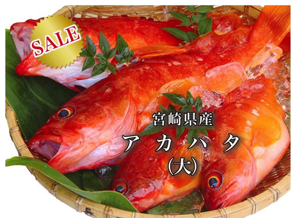 Sale お買得 食べ応え抜群 高級魚アカハタ 大 農家漁師から産地直送の通販 ポケットマルシェ