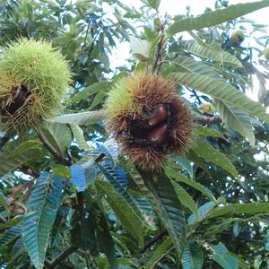栗 品種混合 秋の栗 10月収穫の秋の栗