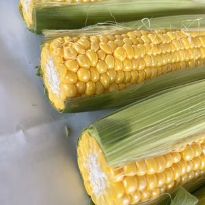 【訳あり】特価‼️スーパースイート