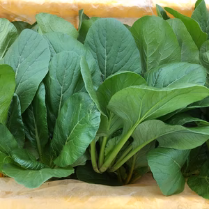 【送料無料】グリーンの彩りを。小松菜2キロ以上　スムージーなどに＾＾